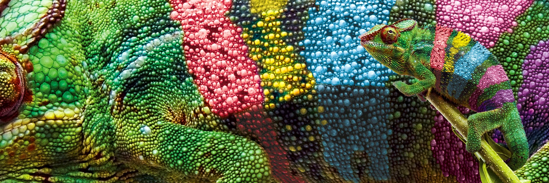 Doneck Euroflex Teaser